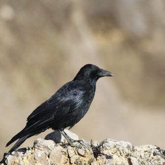 Black corvid perched on a stone wall against a blurred natural background.